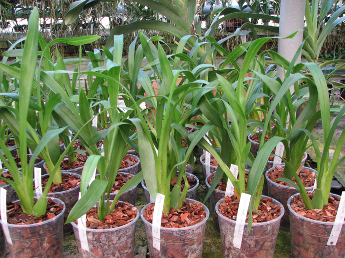 Brassada Mivada (Brassia brachiata X Ada aurantiaca).jpg