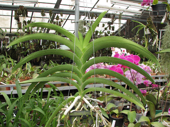 Vanda Pimsai x Vanda Tarab Waxy.jpg