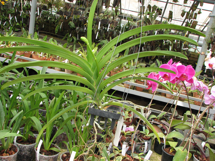 Vanda sanderiana x Vanda Pimchai Beauty.jpg