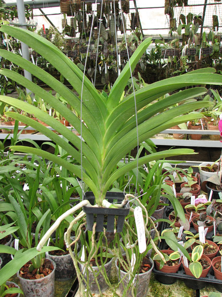 Vanda Kasem's Delight x Vanda Bitz's Heratthrob.jpg