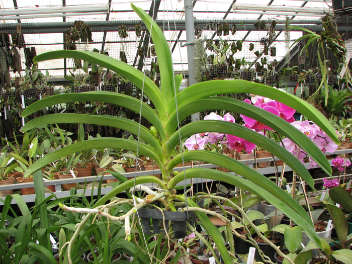 Ascocenda Krailerk White x Ascocenda Jakkrit Gold x Vanda Kultana Gold.jpg