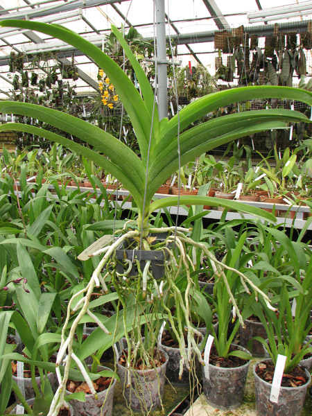 Vanda Gordon Dillon Lea x Ascocenda Suksamran Spot.jpg