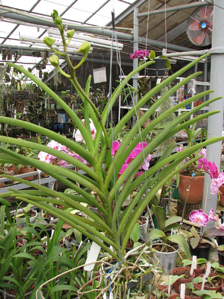 Vanda Merv L Velthuis x Ascocenda Butterfly.jpg