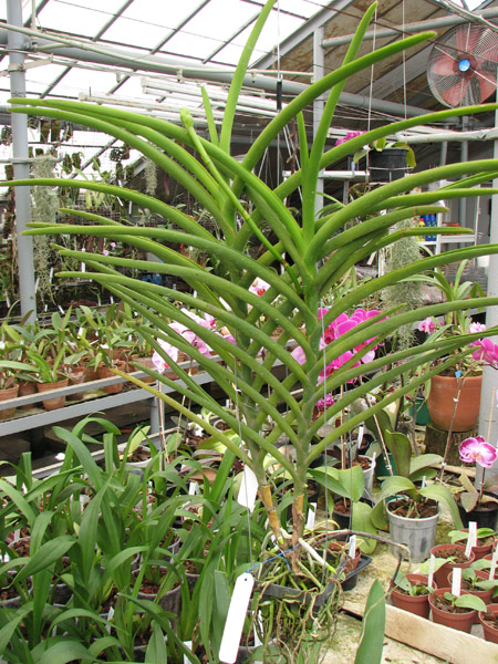 Vanda Merv L Velthuis x Vanda Charles Goodfellow.jpg