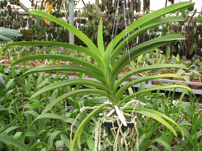 Vanda Siriporn Pink.jpg