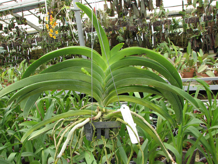 Ascocenda Phairot x Vanda Boonchoosand.jpg
