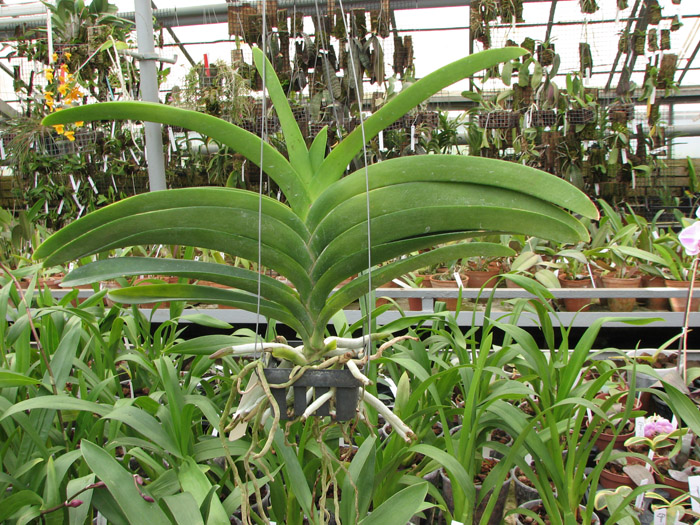 Vanda Fuchs Delight x Vanda Bitz's Heartthrob.jpg