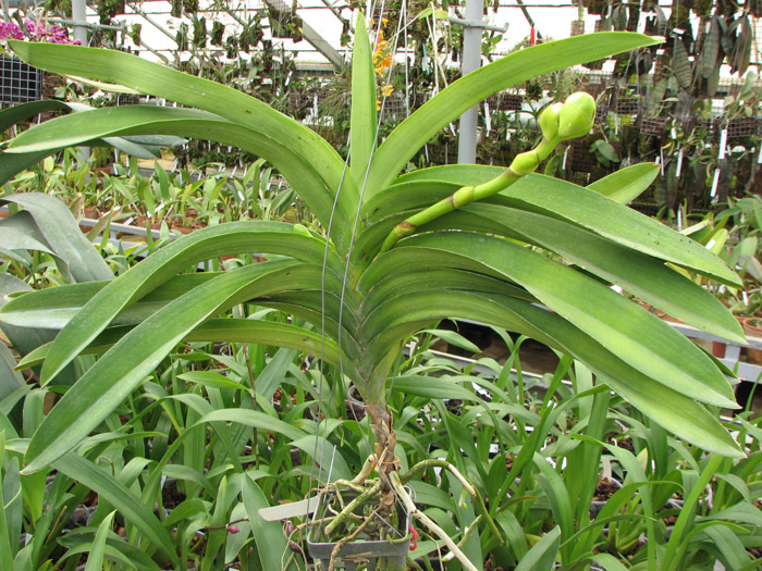 Ascocenda Jiraprabha x Vanda Chalie Clark x Ascocenda Krailerk White.jpg