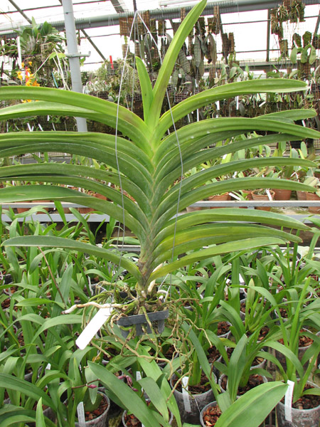 Vanda Pure's Wax 'Violet Blue'.jpg