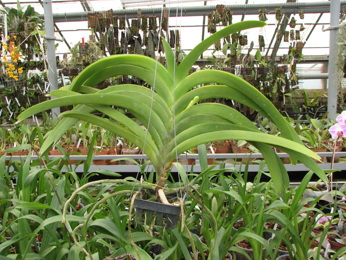 Vanda Pranermprai x Ascocenda Butterfly x Vanda Sankhamphaeng.jpg