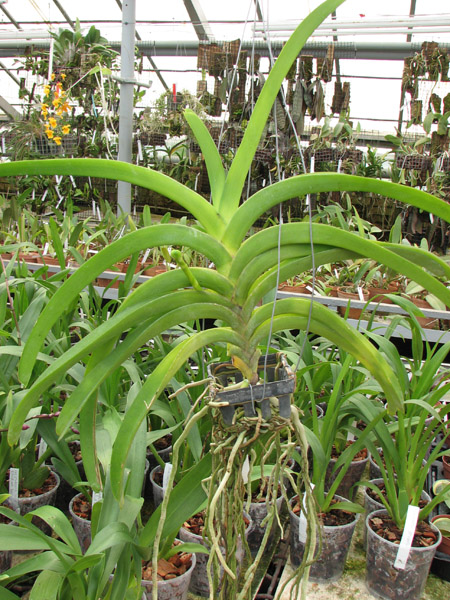 Vanda sanderiana x Taweesuksa.jpg