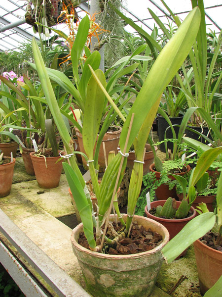 Laelia lobata var alba plena.jpg