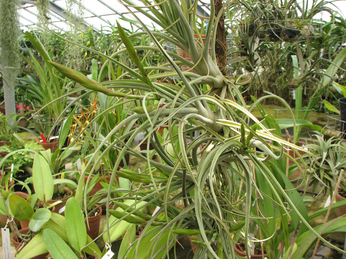 Tillandsia hybrid 'Papas Liebling'.jpg