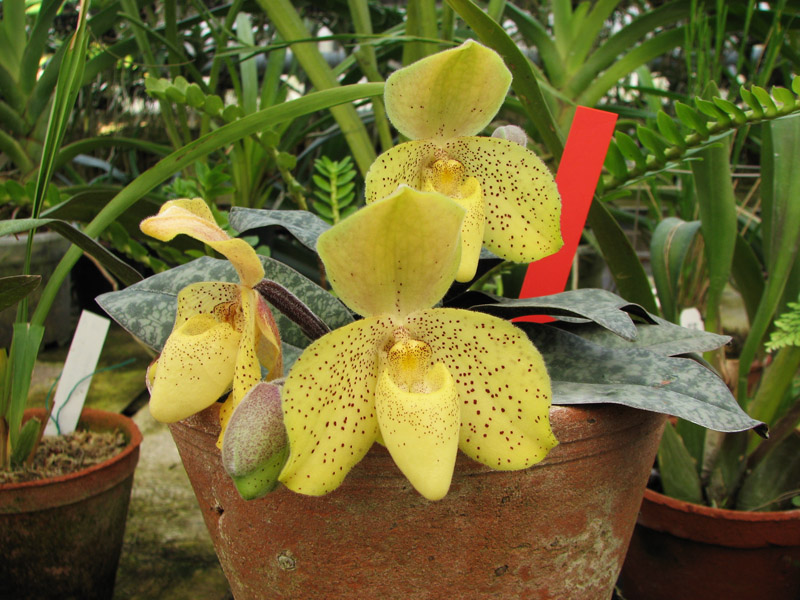 Paphiopedilum concolor.jpg