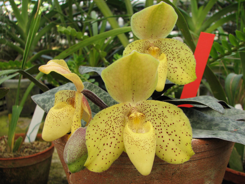 Paphiopedilum concolor.jpg