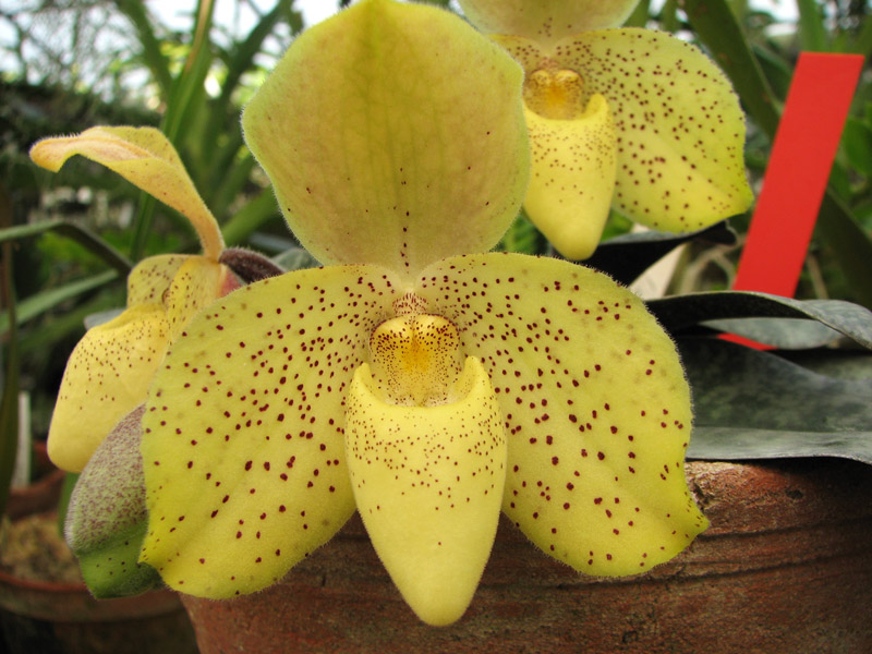 Paphiopedilum concolor.jpg