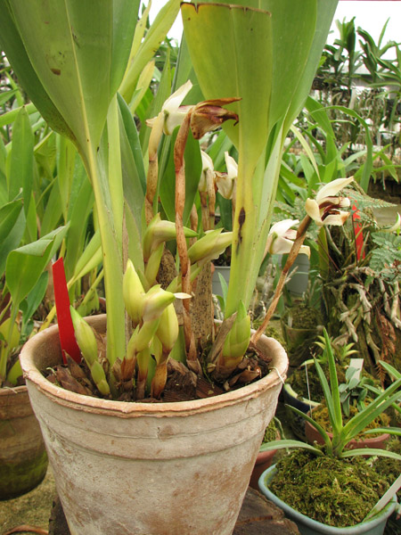 Maxillaria irrorata.jpg