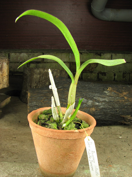 Dendrobium Burana White x White Dragon.jpg