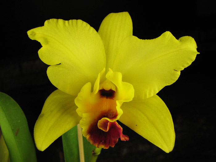 Laeliocattleya Tokyo Magic '6-1' (Cattleya lrene Finney x Laelia briegeri).jpg