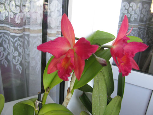 Расцвела  Slc. Jewel Box . Цвет  винно-малиновый.