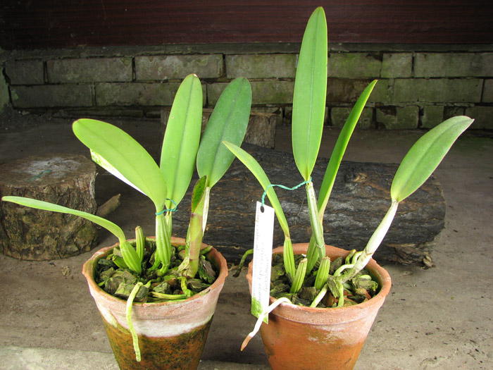 Cattleya lueddemanniana coerulea (Siquesique x Amparo) x Cattleya lueddemanniana tipo escura 'Guacamuco'.jpg