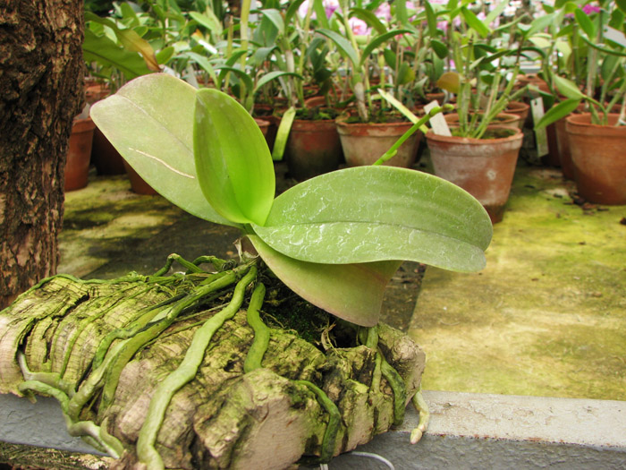 Phalaenopsis equestris.JPG