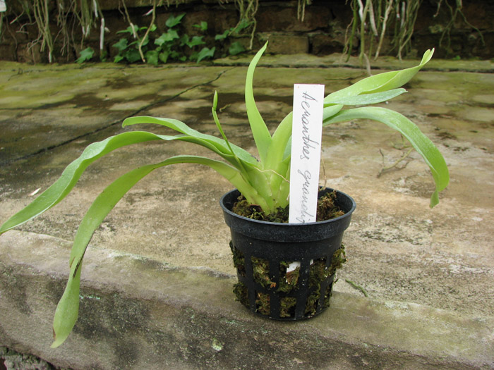 Aeranthes grandiflora.jpg