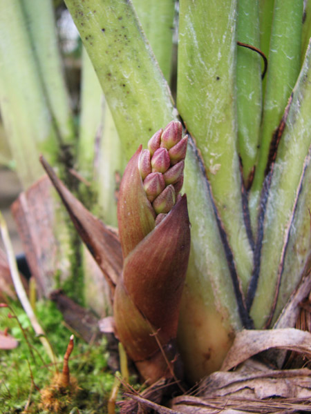 Cymbidium aloifolium.jpg