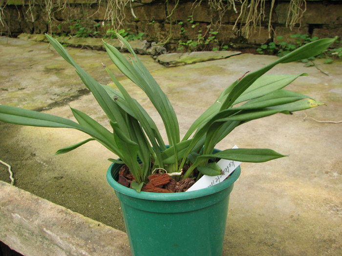 Kefersteinia graminea.jpg