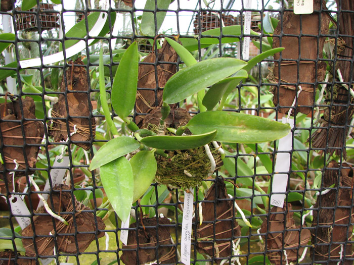 Laelia dayana coerulea 'Chojamaru' x SELF.jpg
