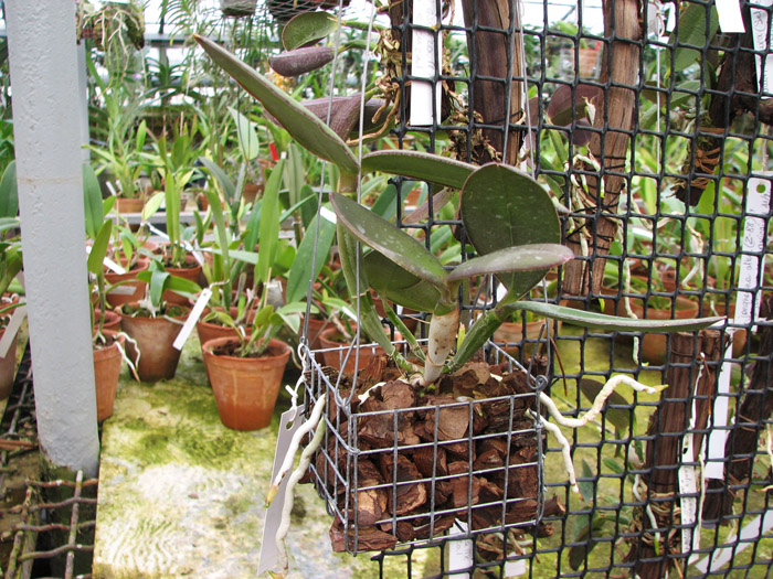 Cattleya schilleriana 'Guarapari' x Cattleya schilleriana 'Olinda'.jpg