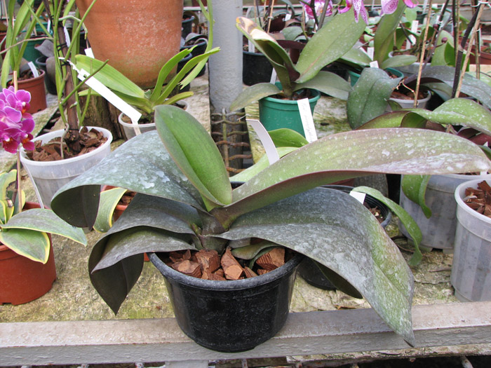 Doritaenopsis Leopard Prince 'Sogo'.jpg