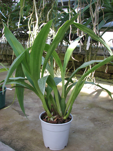Zygopetalum hybrid 'Green'.jpg
