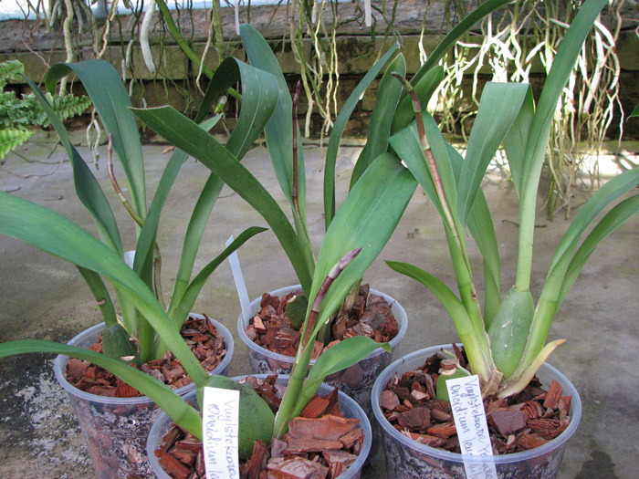 Vuylstekeara Yokara 'Perfection' x Oncidium leucochillum.jpg