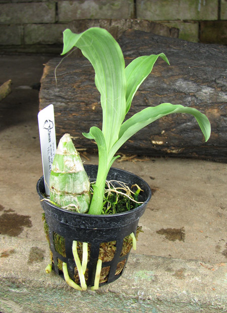 Clowesia Jumbo Grace 'Jumbo Orchids'.jpg