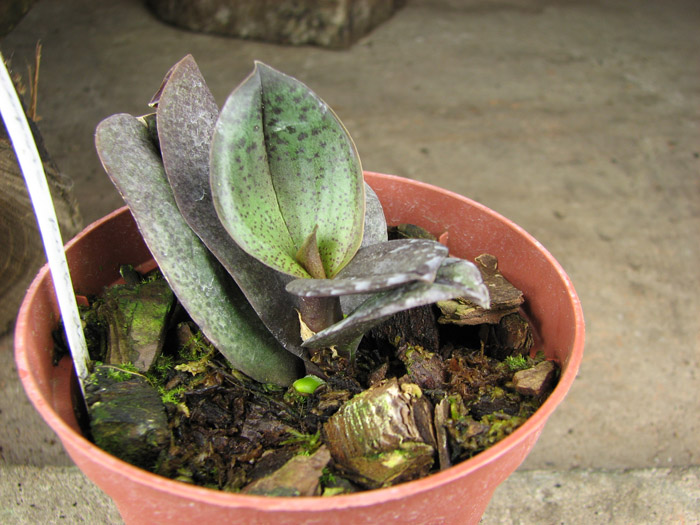 Phalaenopsis Rothschildiana.jpg