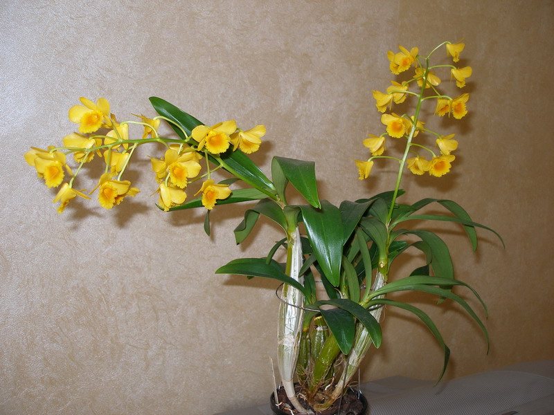 Dendrobium_chrysotoxum_Schwerter_02_080512.jpg