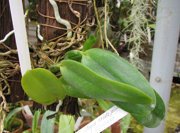 Cattleya labiata rubra integra-orlata-pincelada x Laelia pumila 'Ruby Queen'.jpg