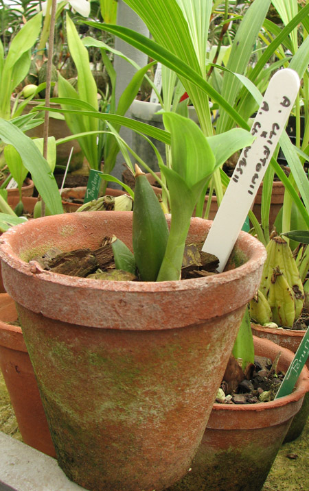 Anguloa cliftonii x Anguloa clowesii.jpg