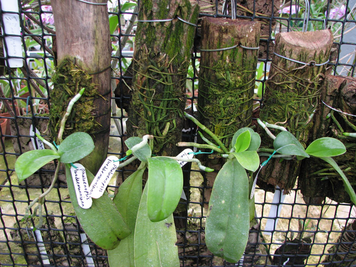 Phalaenopsis lueddemanniana.jpg