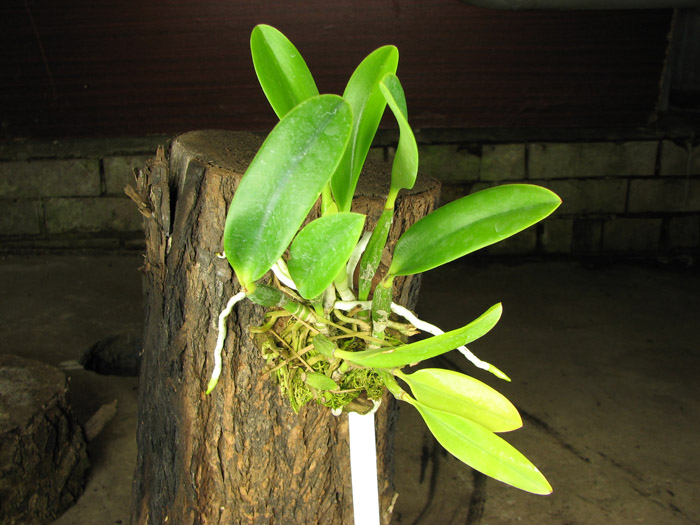 Laelia pumila amoena 'AWZ' х Laelia pumila alba 'HI'.jpg