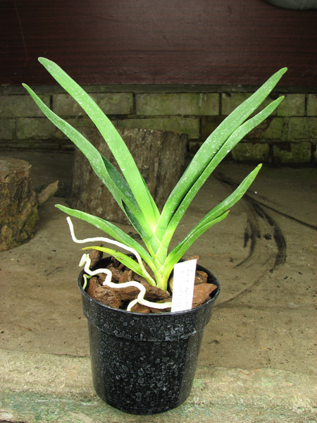 Angraecum Lady Lisa 'Rosemary' x sesquipedale.jpg
