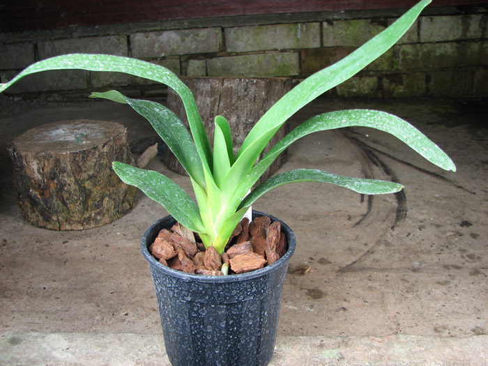 Angraecum longicalcar x sesquipedale.jpg