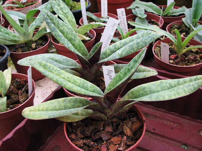 Paphiopedilum venustum.jpg