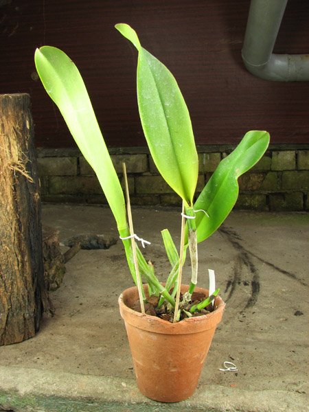 Brassolaeliocattleya Herons Roon 'Grape Land'.jpg