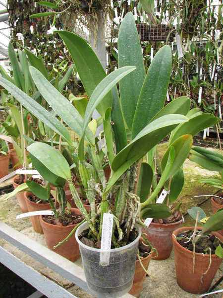 Cattleya percivaliana 'Jewel' x Cattleya walkeriana.jpg