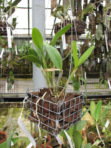Cattleya forbesii.jpg