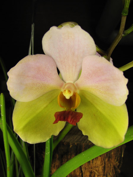 Vanda Merv L Velthuis x Ascocenda Butterfly.jpg