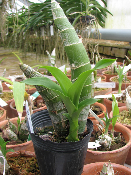 Cycnodes Wine Delight.jpg