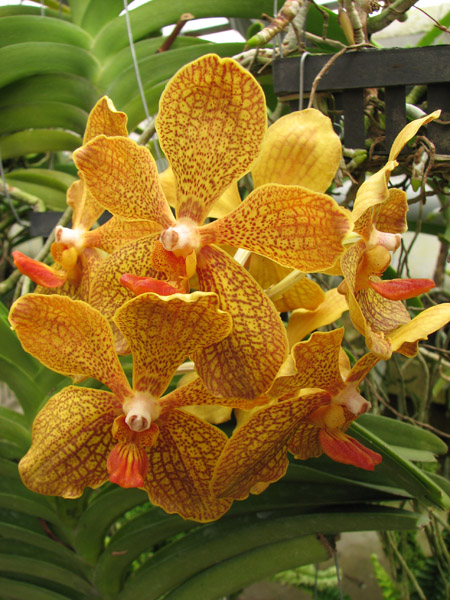 Vanda Kultana Gold x Vanda tessellata.jpg